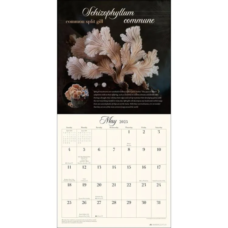 Amber Lotus 2025 Wall Calendar - The Miraculous Mushroom