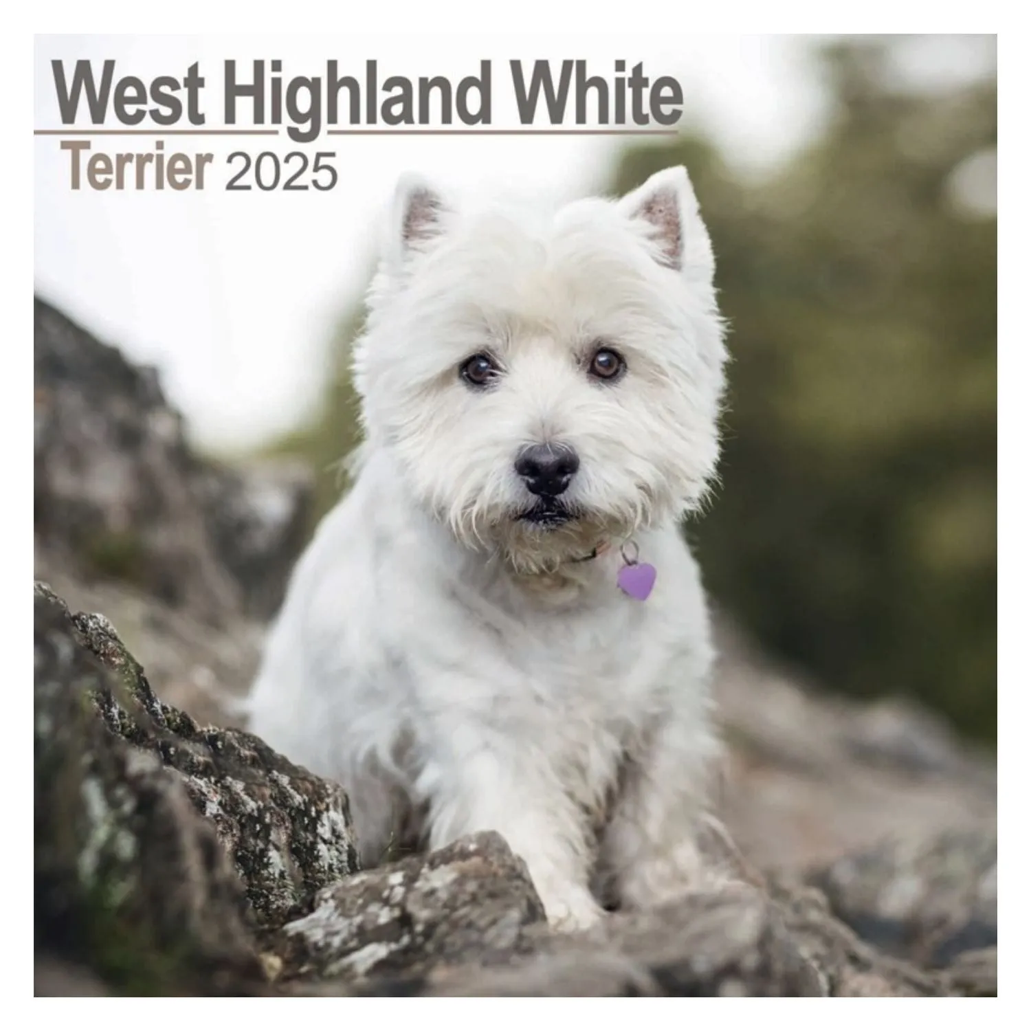 Otter House West Highland White Terrier Wall Calendar 2025